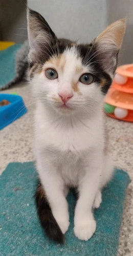 Daisy 9 week old female