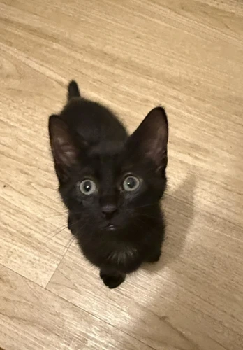 Chester