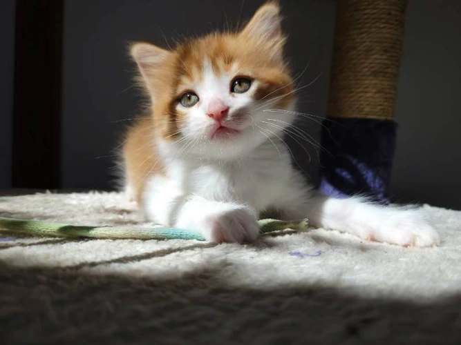Biscuit