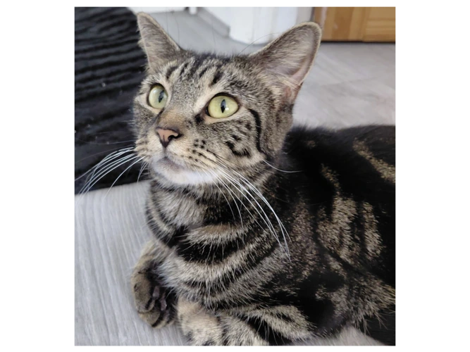 Gabby