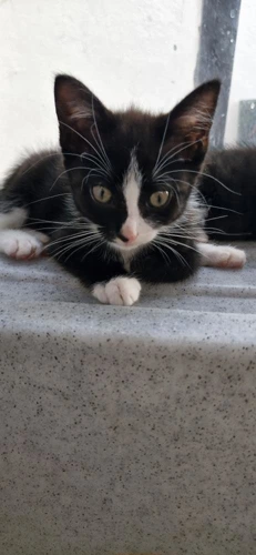 Maggie