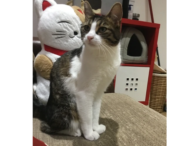 Kitty