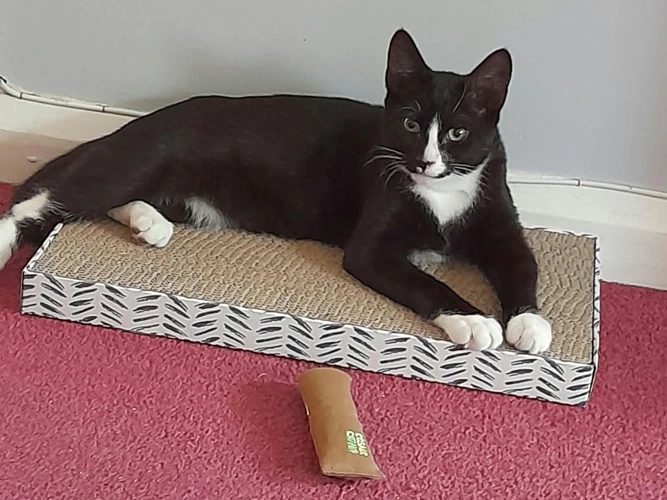 Felix the kitten