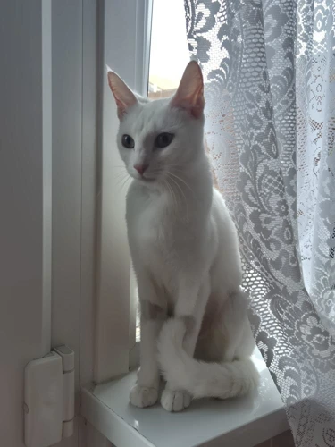 Sweetpea