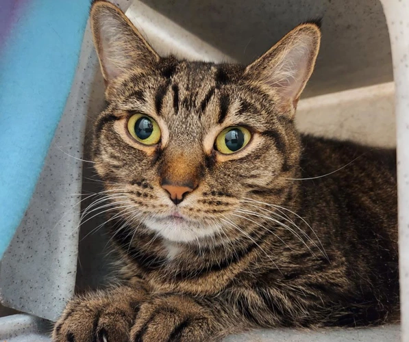 Kat 7year old female