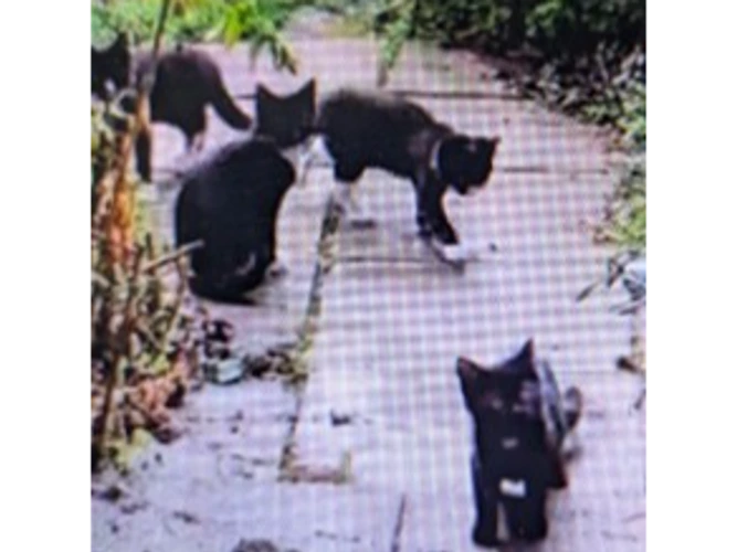 Outside kittens looking for homes