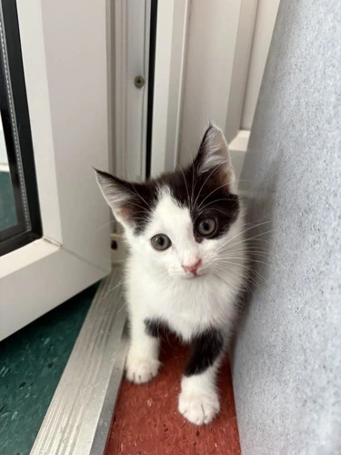 Little John