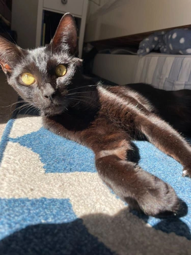 MJ 18 Month Old Female