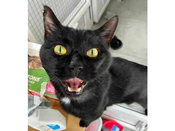Onyx