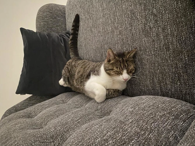 Ollie
