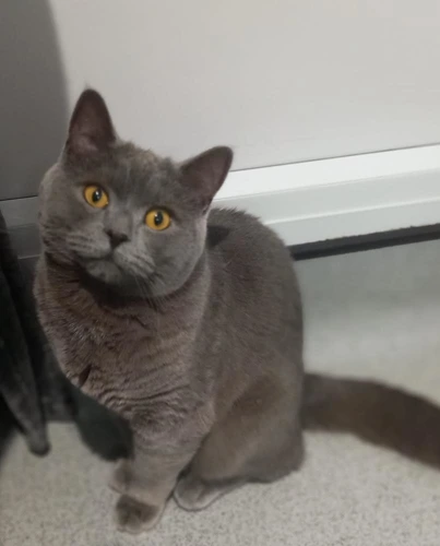Ted