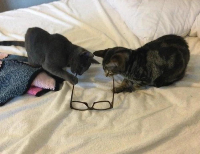 Cleo and Luna