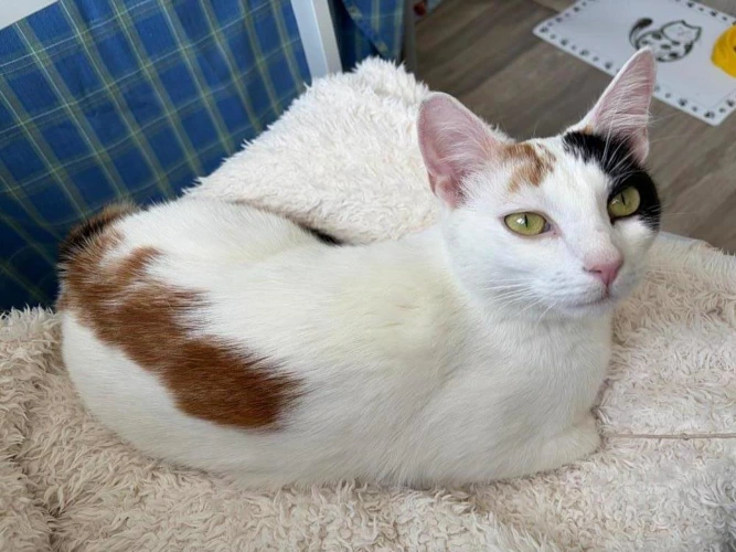 Kora
