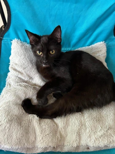 Ebony