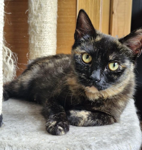 Delilah