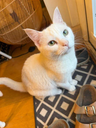 Kiki