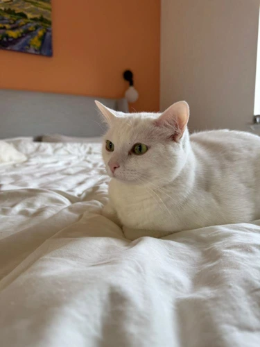 Jiji