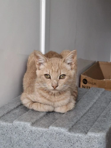 Frenchie