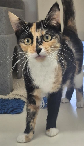 Tortie