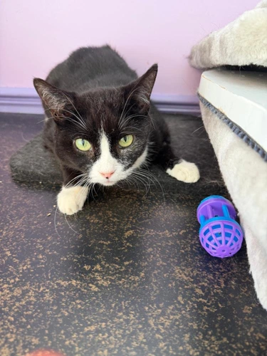 Beauty 11 Year Old Female