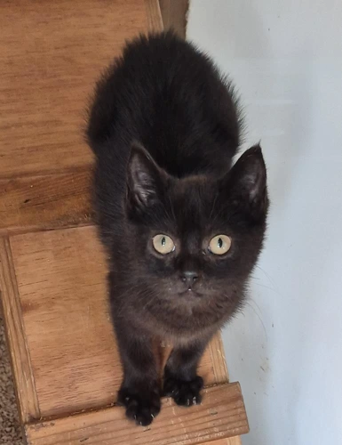 Benny