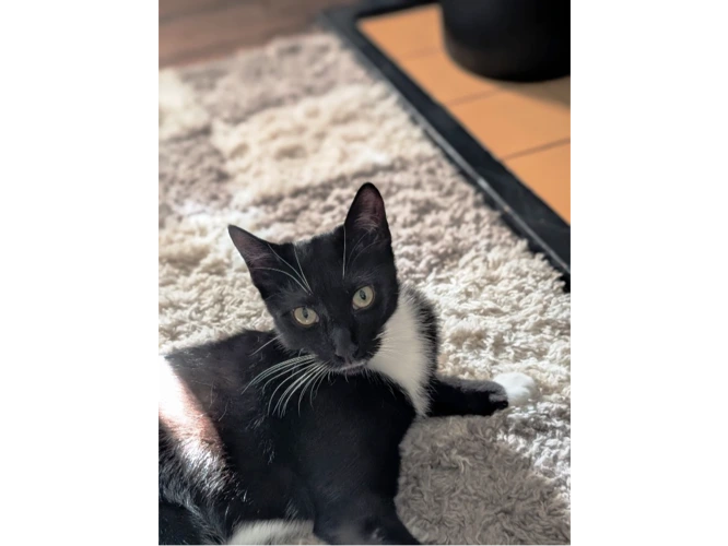 Jasper