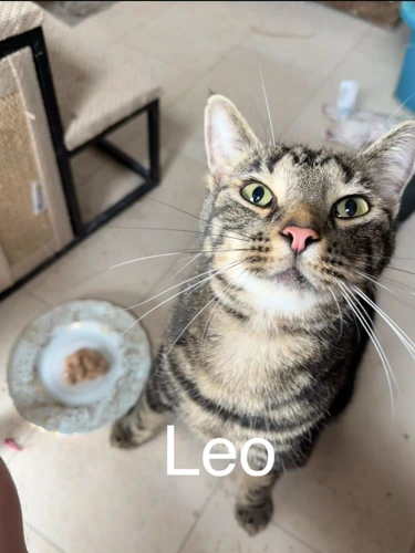 Leo
