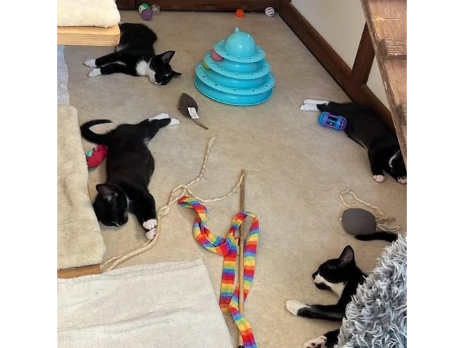 Yasmine's KITTENS