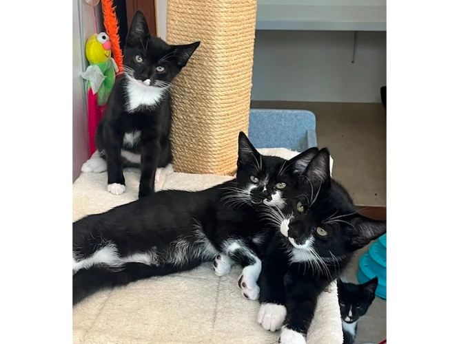 Yasmine's KITTENS