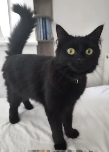 Leia