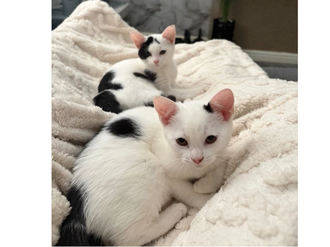 Oreo & Aurora