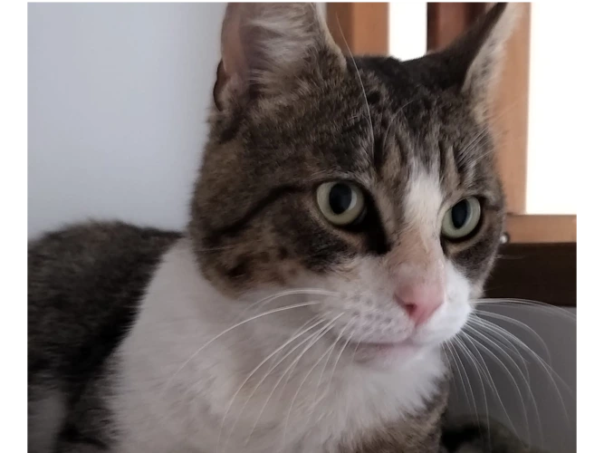 Tom