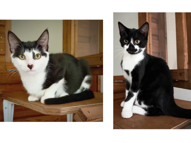 The Surrealist Kittens - Dali and Yuki