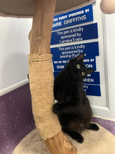 Bellatrix