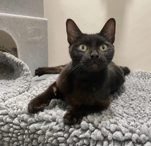 Onyx 2y female