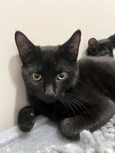 Deigh 4 Month Old Male