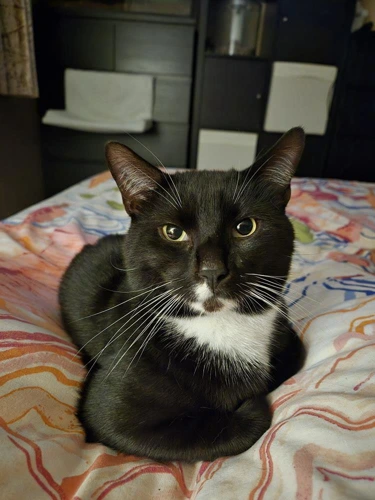 Alfie