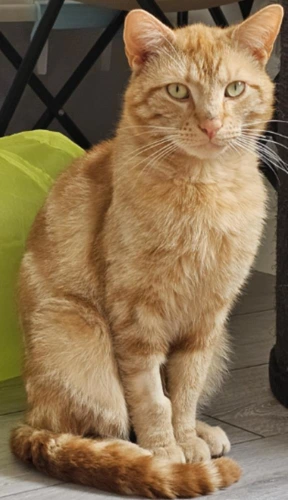 Marmaduke