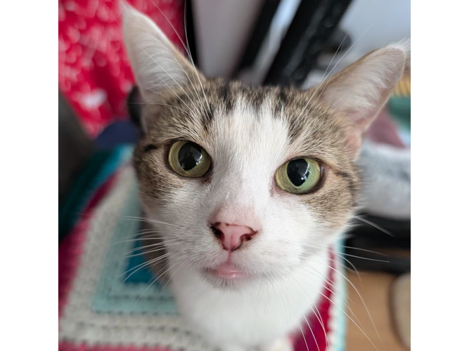 6-year-old Mitsy