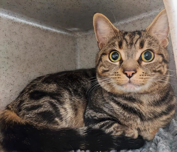 Bruce 4 Year Old Male