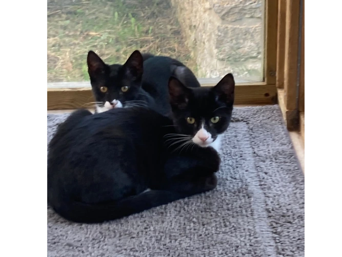 Muffin and Bluey