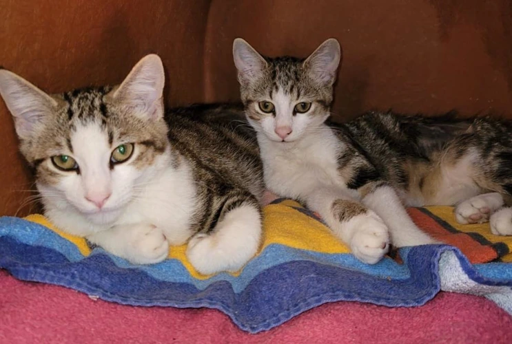 Woody and Peaches kittens