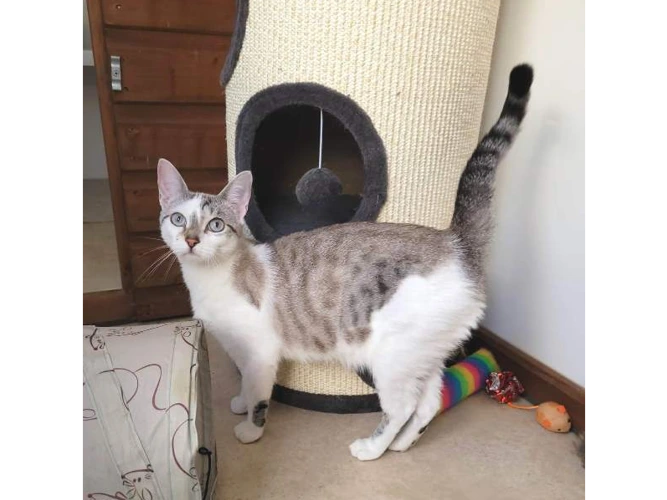 Flossie