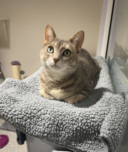 Lydia