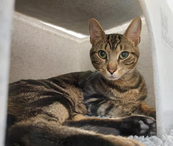 Stretch 10 Month Old Male
