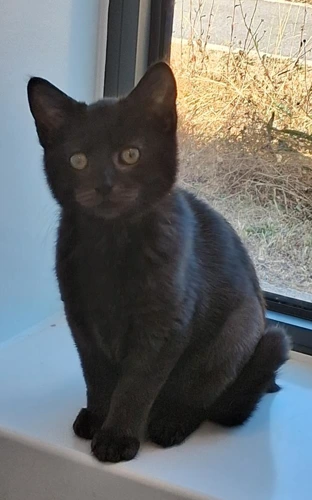 Panther