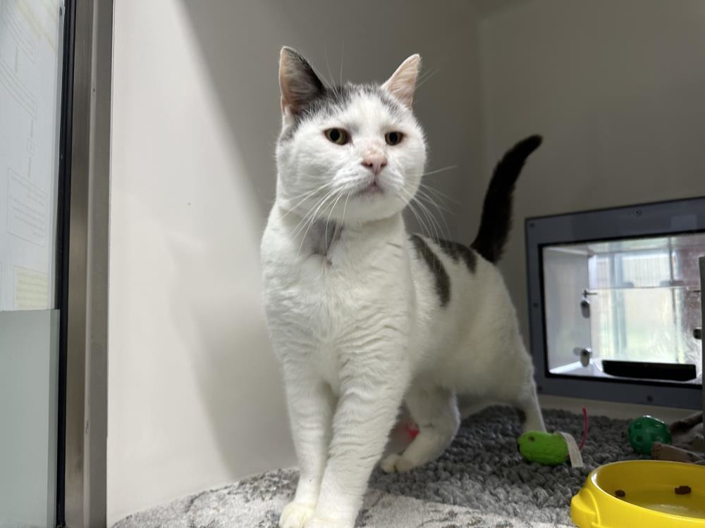 Find a cat near you Adopt a cat Cats Protection