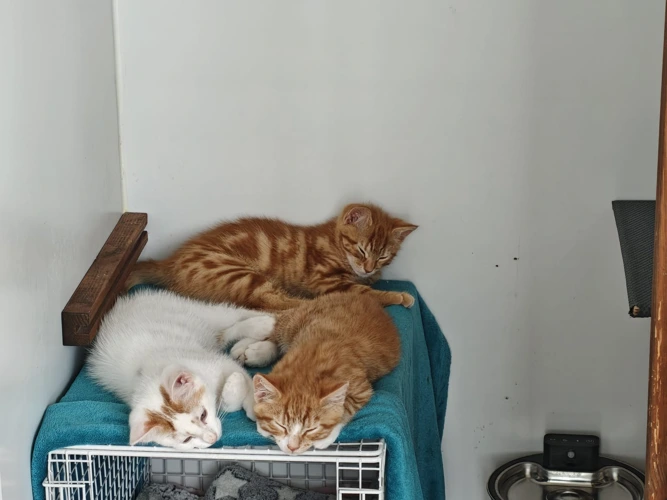 Popcorn, Tigger, Crunchie