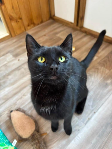 Merlin