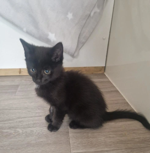 Kitten Jinx